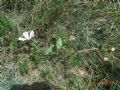 Malope malacoides
